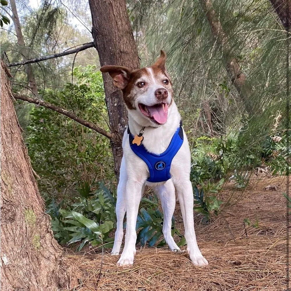 Gooby Escape Free Sport Harness - Blue, Large - No‎ Choke Step-in